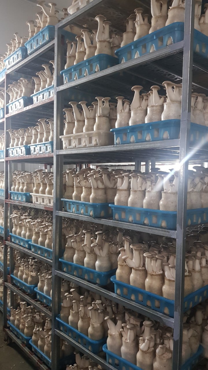 Trồng cây "có thể mất trắng sau một đêm", anh công nhân cơ khí thành ông chủ. - Ảnh 2. Trồng cây "có thể mất trắng sau một đêm", anh công nhân cơ khí thành ông chủ. - Ảnh 2.