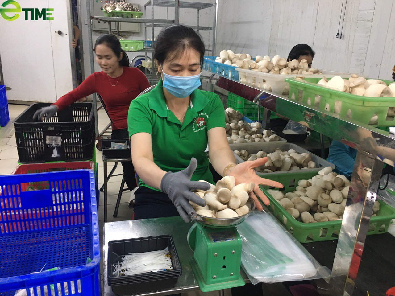 Trồng cây "có thể mất trắng sau một đêm", anh công nhân cơ khí thành ông chủ. - Ảnh 5. Trồng cây "có thể mất trắng sau một đêm", anh công nhân cơ khí thành ông chủ. - Ảnh 5.