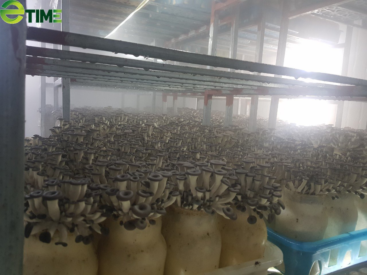 Trồng cây "có thể mất trắng sau một đêm", anh công nhân cơ khí thành ông chủ. - Ảnh 4. Trồng cây "có thể mất trắng sau một đêm", anh công nhân cơ khí thành ông chủ. - Ảnh 4.