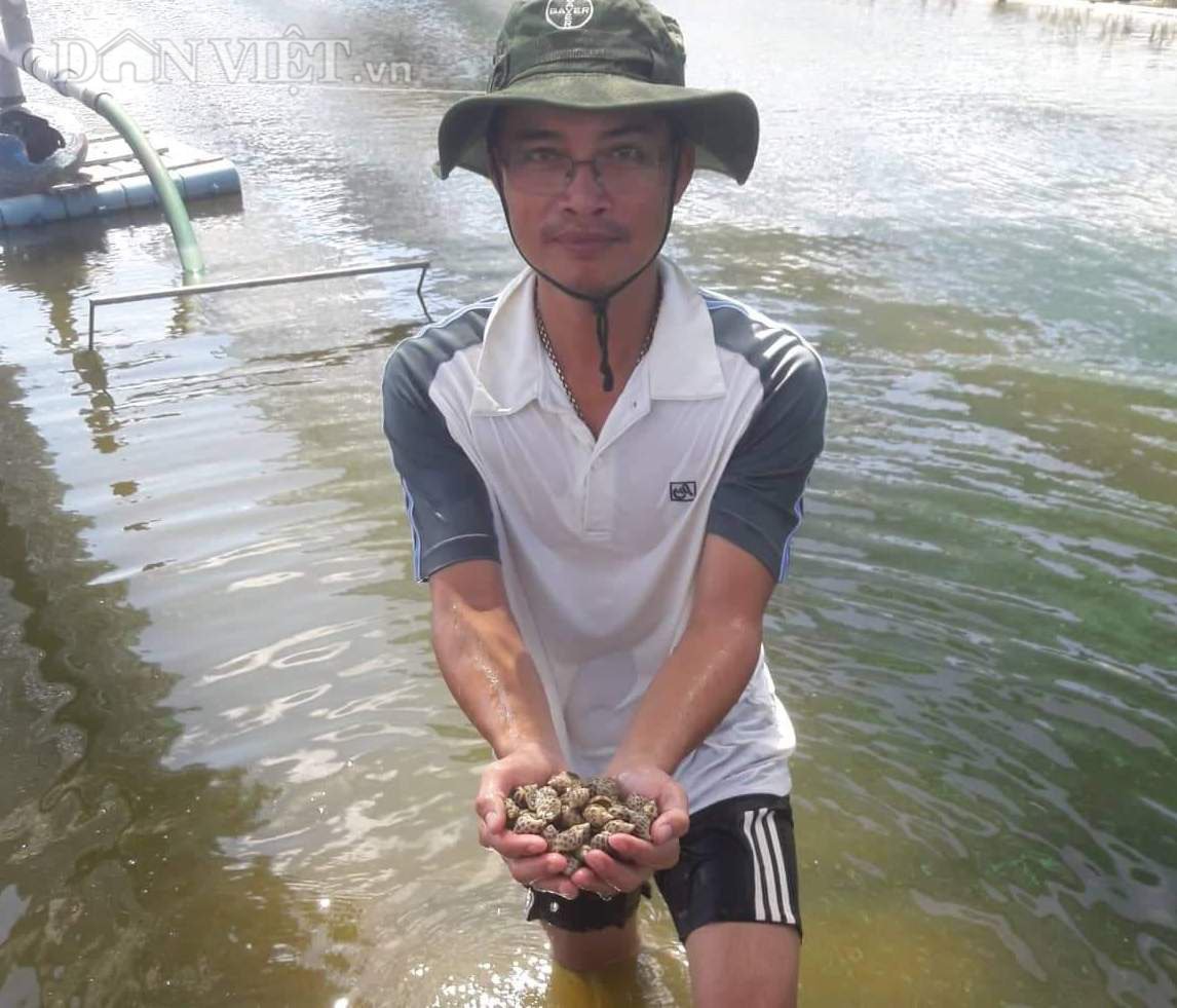 Quảng Trị: Bỏ chức giám đốc, đánh liều vay vốn nuôi ốc hương đem lại hiệu quả bất ngờ - Ảnh 1.