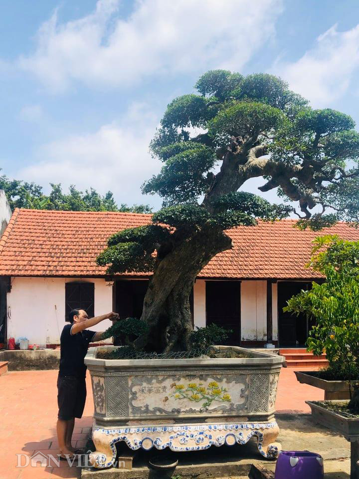 Phú Thọ: Ông thợ mộc mua cây Duối cổ 400 tuổi giá 2 triệu, trả 3 tỷ đồng không bán - Ảnh 1.