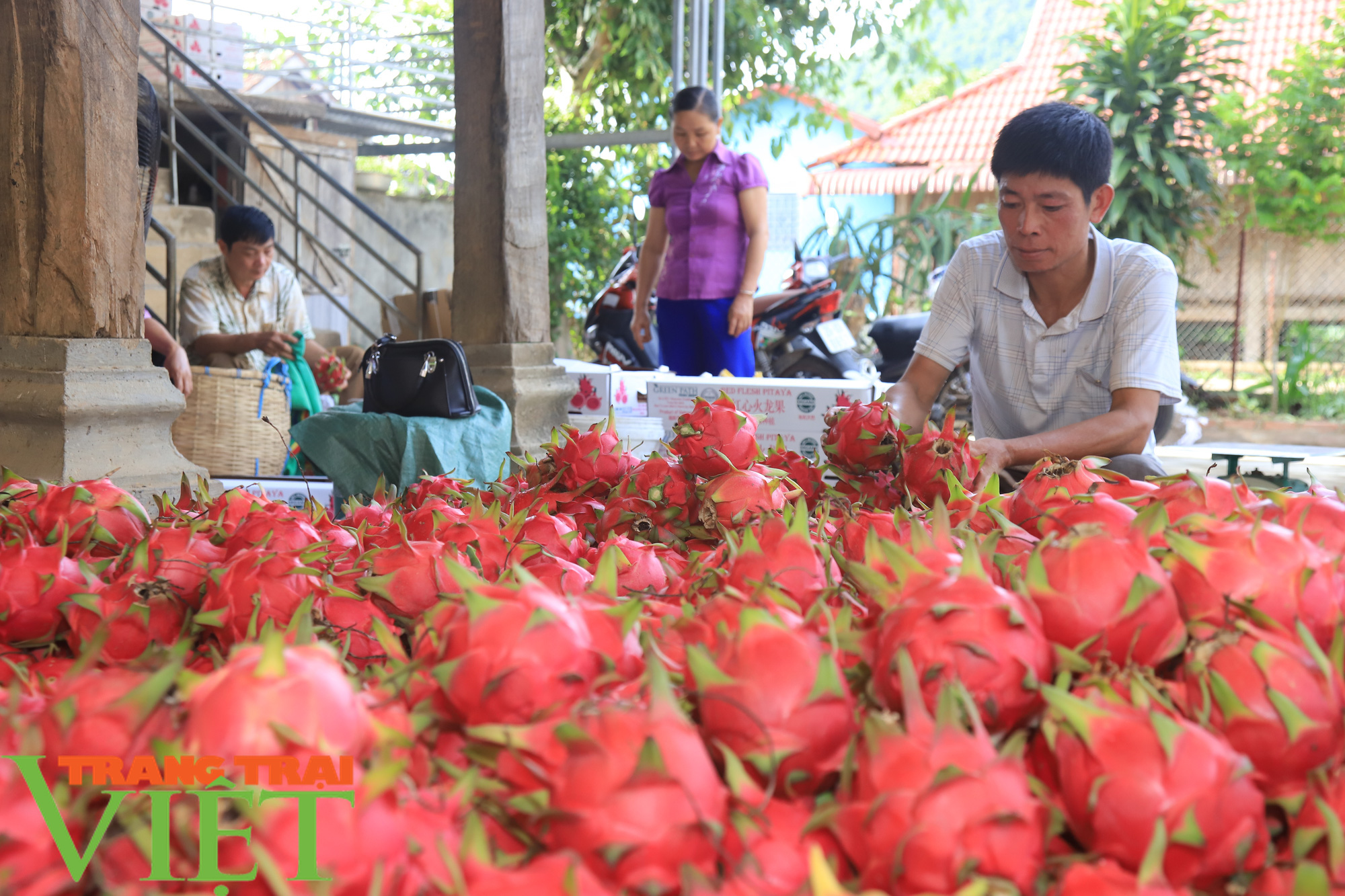 Thuận Châu xuất khẩu 2 tấn thanh long ruột đỏ sang Nga - Ảnh 3. Thuận Châu xuất khẩu 2 tấn thanh long ruột đỏ sang Nga - Ảnh 3.