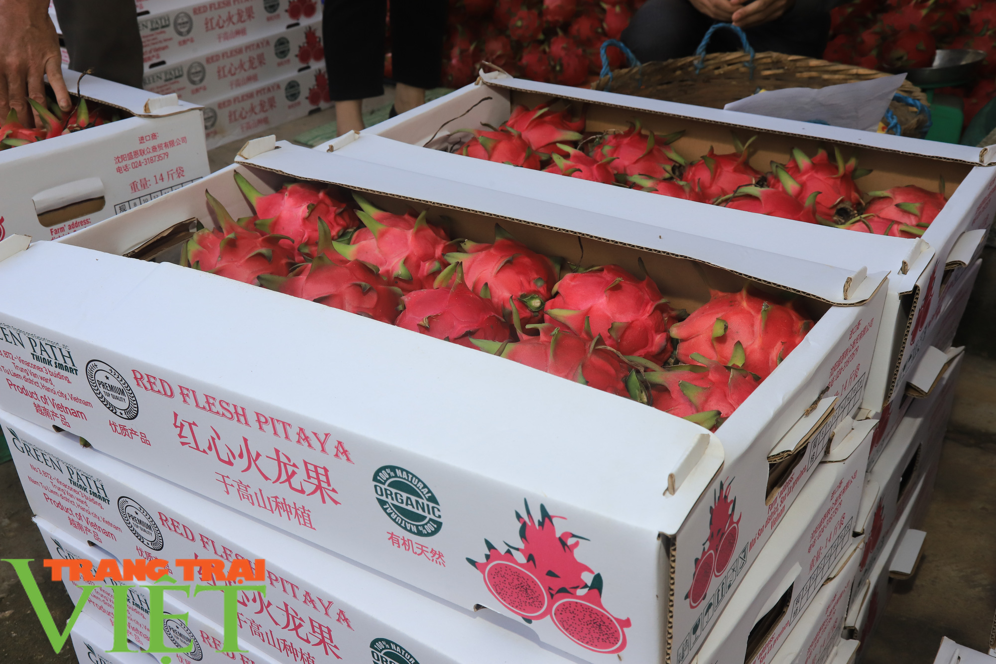 Thuận Châu xuất khẩu 2 tấn thanh long ruột đỏ sang Nga - Ảnh 4. Thuận Châu xuất khẩu 2 tấn thanh long ruột đỏ sang Nga - Ảnh 4.