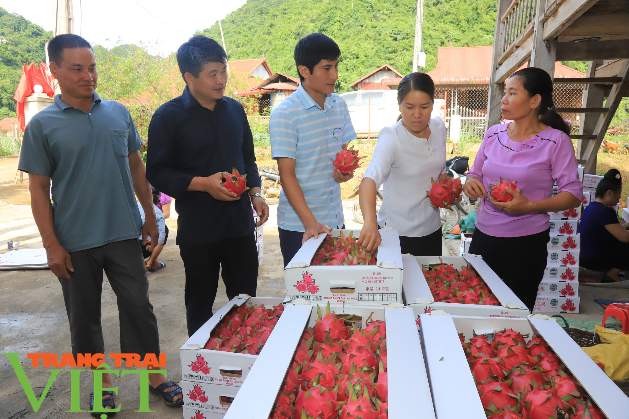 Thuận Châu xuất khẩu 2 tấn thanh long ruột đỏ sang Nga - Ảnh 2. Thuận Châu xuất khẩu 2 tấn thanh long ruột đỏ sang Nga - Ảnh 2.