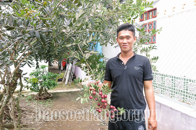 Ghép nhãn lạ lên nhãn xuồng cơm vàng, &quot;biến&quot; thành trái màu tím, lá cũng tím - Ảnh 1.
