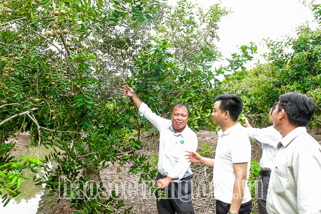 Ghép nhãn lạ lên nhãn xuồng cơm vàng, &quot;biến&quot; thành trái màu tím, lá cũng tím - Ảnh 2.