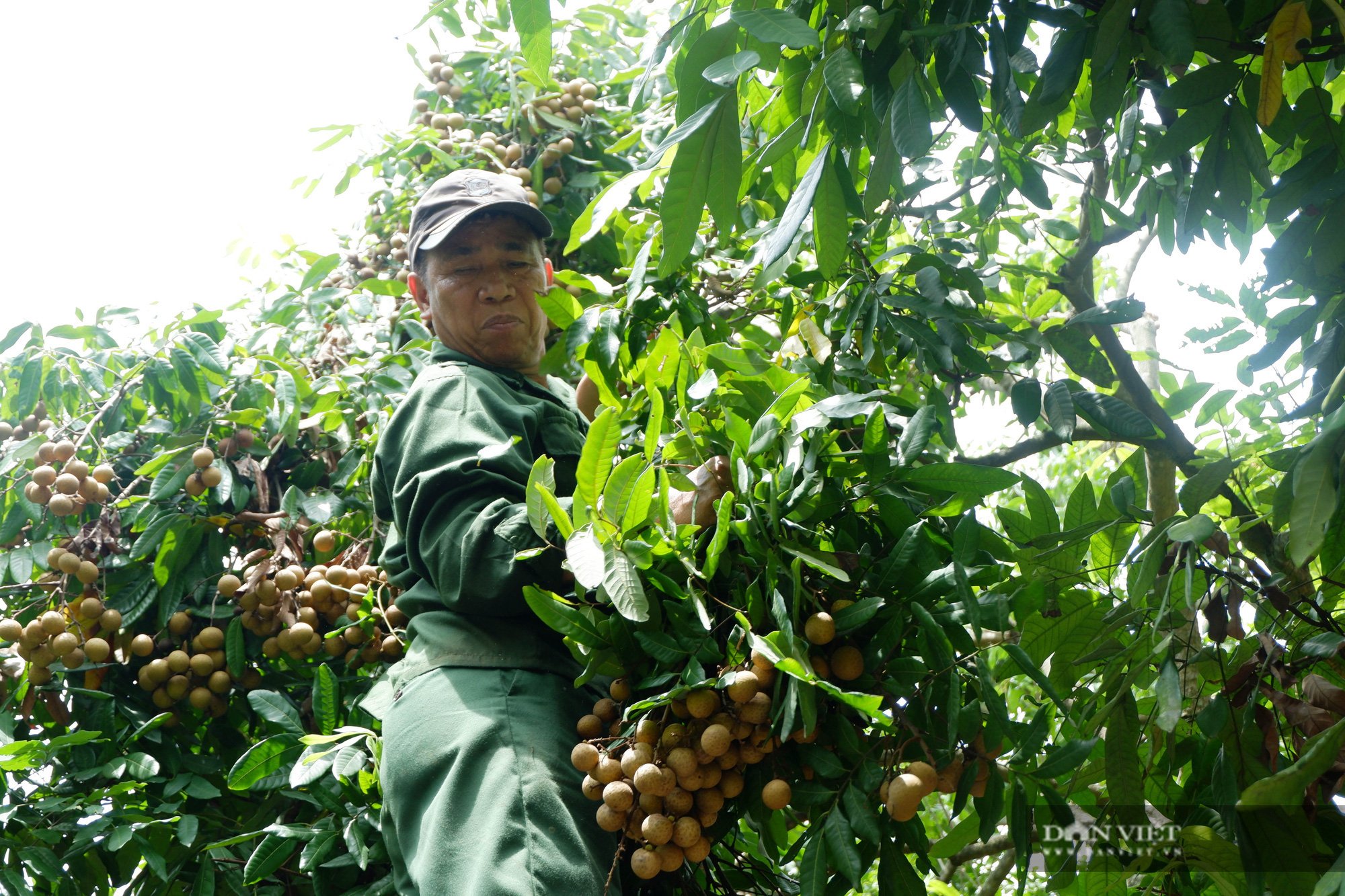 Giá nhãn “chạm đáy”, nông dân thất thu - Ảnh 3. Giá nhãn “chạm đáy”, nông dân thất thu - Ảnh 3.