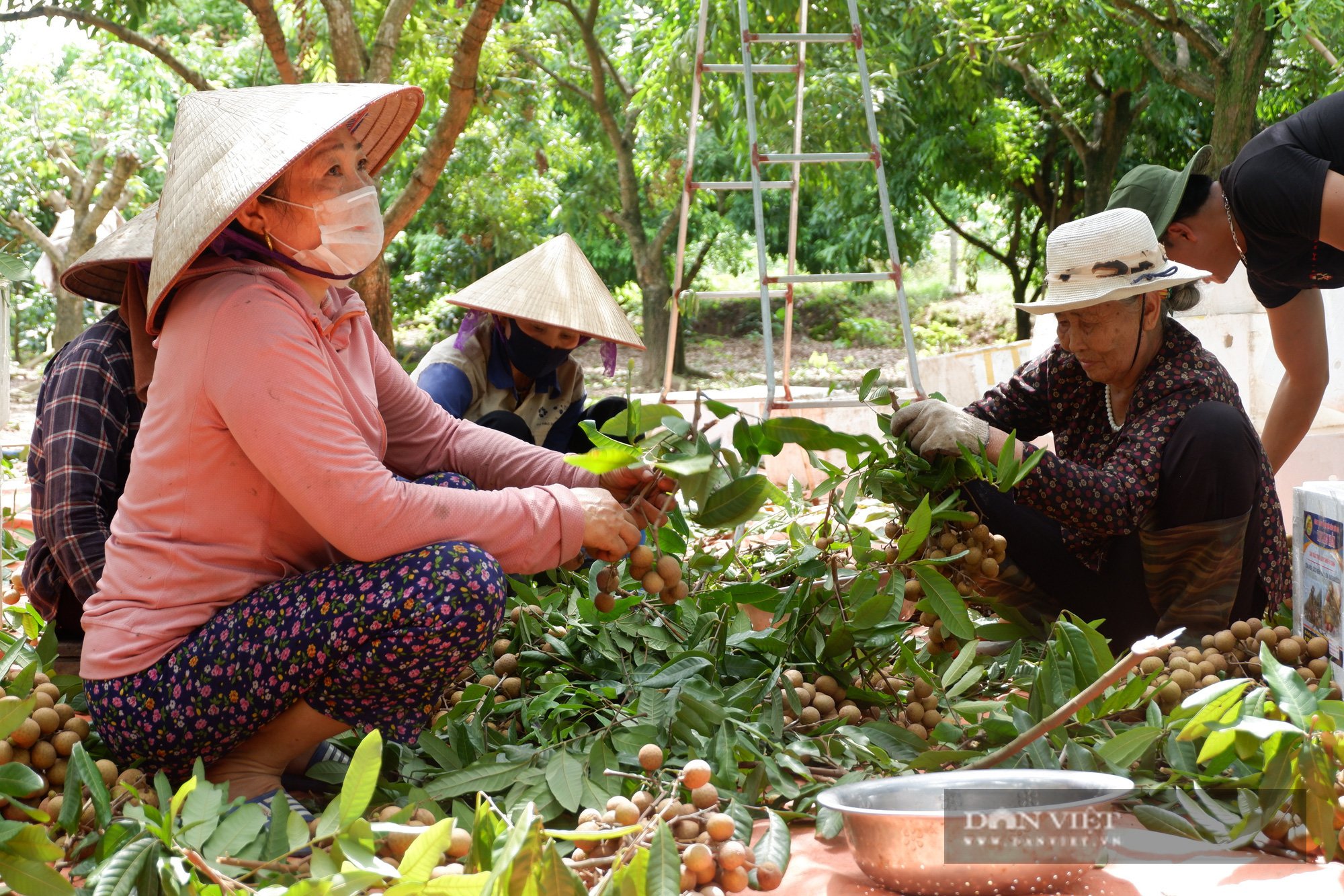 Giá nhãn “chạm đáy”, nông dân thất thu - Ảnh 1. Giá nhãn “chạm đáy”, nông dân thất thu - Ảnh 1.