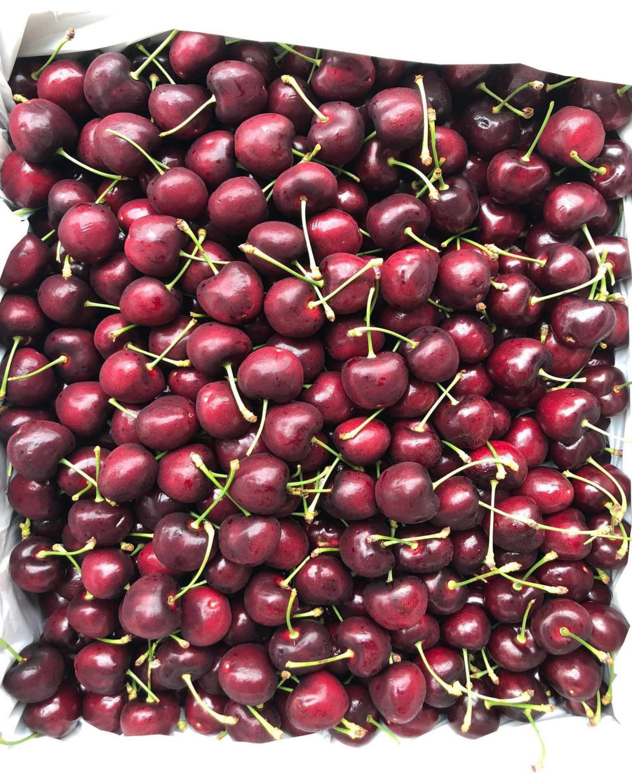 GIÁ CHERRY GIẢM MẠNH HƠN 40% - Ảnh 1. GIÁ CHERRY GIẢM MẠNH HƠN 40% - Ảnh 1.