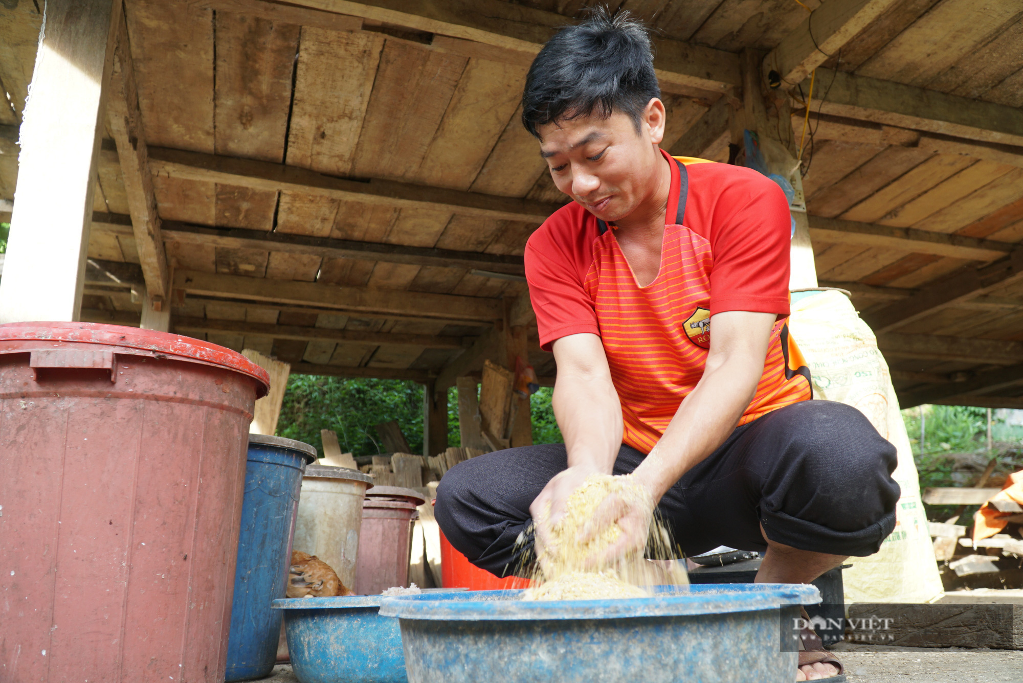 Trai bản nuôi gà + trồng ổi bằng "tuyệt chiêu" này, gà đẹp như tranh, ổi ngọt thơm bán chạy - Ảnh 3. Trai bản nuôi gà + trồng ổi bằng "tuyệt chiêu" này, gà đẹp như tranh, ổi ngọt thơm bán chạy - Ảnh 3.