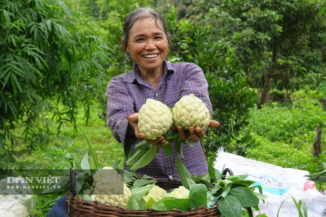 Na Chi Lăng có mã số vùng ngăn ngừa giả mạo thương hiệu  - Ảnh 1.