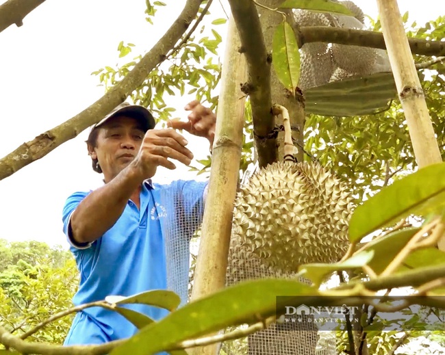 Sầu riêng trên đỉnh Thiên Cấm Sơn ngon thế nào mà muốn ăn phải đặt trước cả tháng? - Ảnh 4.