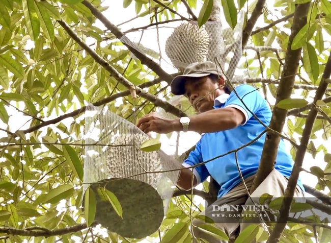 Sầu riêng trên đỉnh Thiên Cấm Sơn ngon thế nào mà muốn ăn phải đặt trước cả tháng? - Ảnh 8.