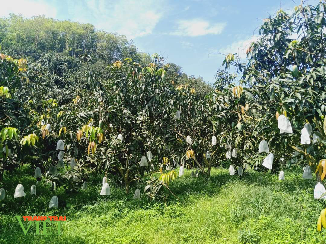 Sơn La: Đất dốc xanh màu cây ăn quả - Ảnh 4. Sơn La: Đất dốc xanh màu cây ăn quả - Ảnh 4.