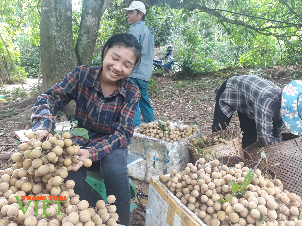 Sơn La: Đất dốc xanh màu cây ăn quả - Ảnh 1. Sơn La: Đất dốc xanh màu cây ăn quả - Ảnh 1.