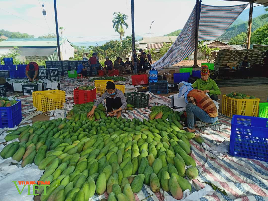 Sơn La: Đất dốc xanh màu cây ăn quả - Ảnh 5. Sơn La: Đất dốc xanh màu cây ăn quả - Ảnh 5.