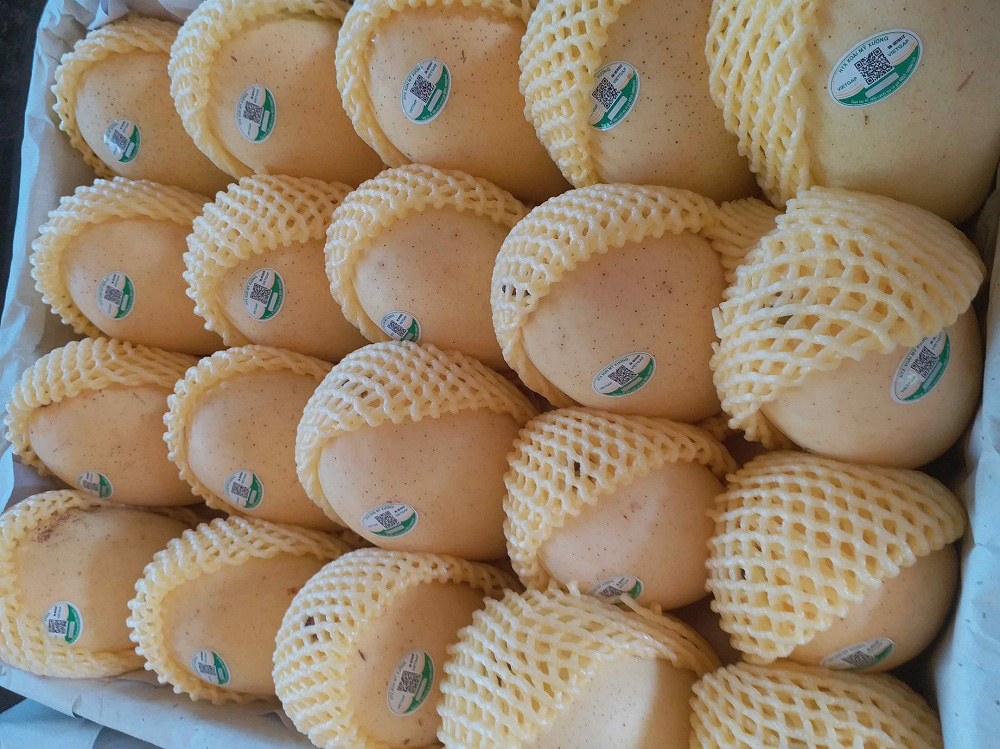 Vụ xoài Đồng Tháp bị mạo danh khi xuất khẩu sang Trung Quốc: Hàng loạt cơ quan chức năng vào cuộc  - Ảnh 2.