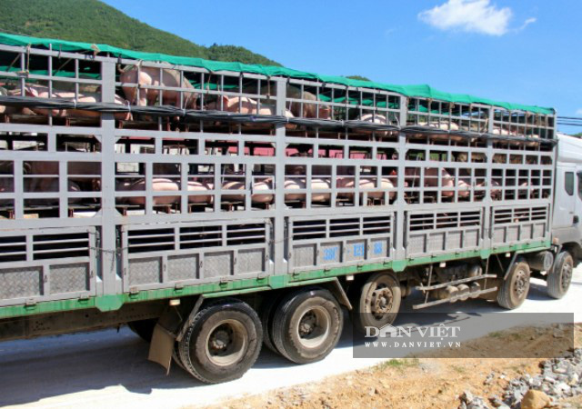 Sau dịch tả châu Phi tổng đàn lợn của Thanh Hóa đạt 1,2 con - Ảnh 2.