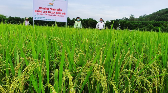 Quảng Ngãi: Nhiều giống lúa mới của ThaiBinh Seed cho năng suất, chất lượng cao nông dân phấn khởi - Ảnh 5.