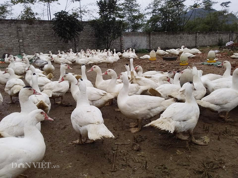Giá gia cầm hôm nay 8/8: Gà, vịt chững giá, đầu ra &quot;dễ thở&quot; hơn - Ảnh 2.