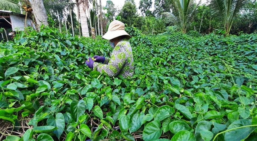 Trồng cây &quot;nhà nghèo&quot;, ra hoa từng chùm, hái được ký nào thương lái tranh nhau mua - Ảnh 1.