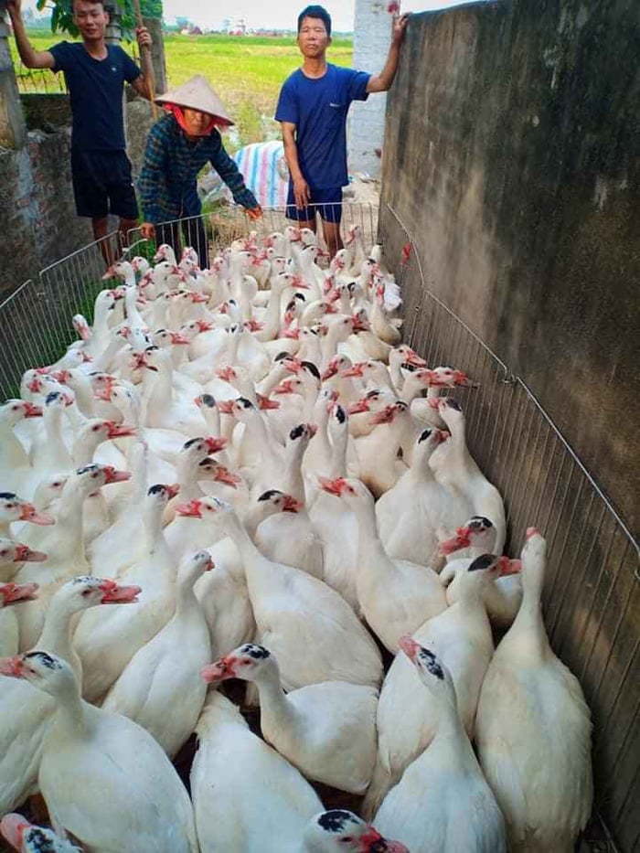 Giá gia cầm hôm nay 9/8: Gà trắng rớt &quot;2 giá&quot;, vịt thịt 2 miền chênh giá - Ảnh 3.