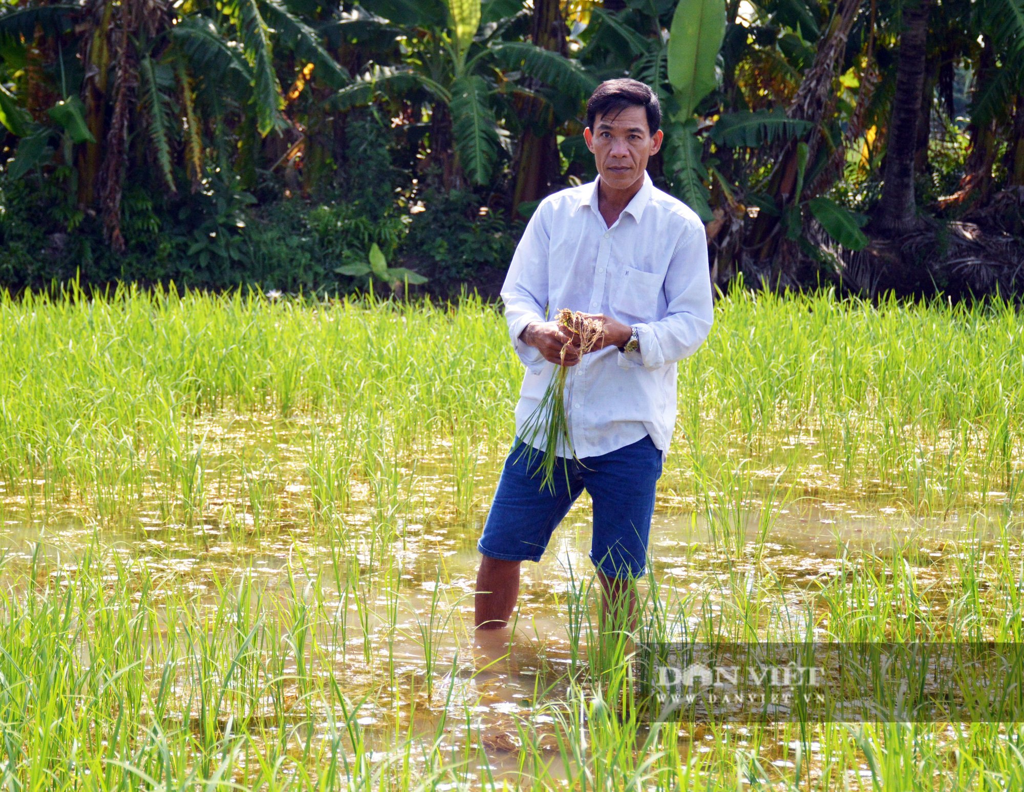 Vụ phun thuốc diệt cỏ, diệt cả... lúa ở Cà Mau: Chủ tịch tỉnh chỉ đạo xác minh làm rõ - Ảnh 3.