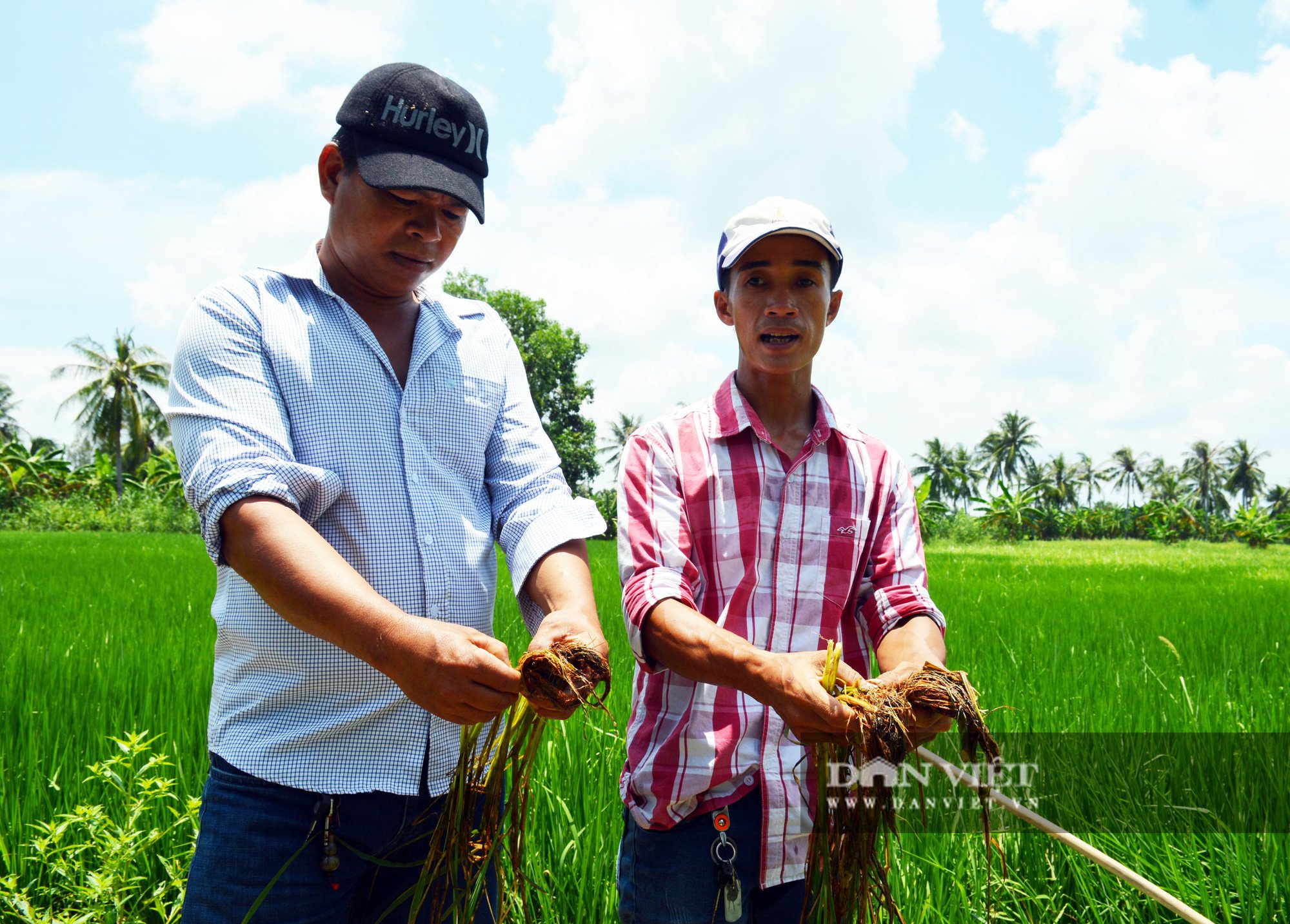 Vụ phun thuốc diệt cỏ, diệt cả... lúa ở Cà Mau: Chủ tịch tỉnh chỉ đạo xác minh làm rõ - Ảnh 1.