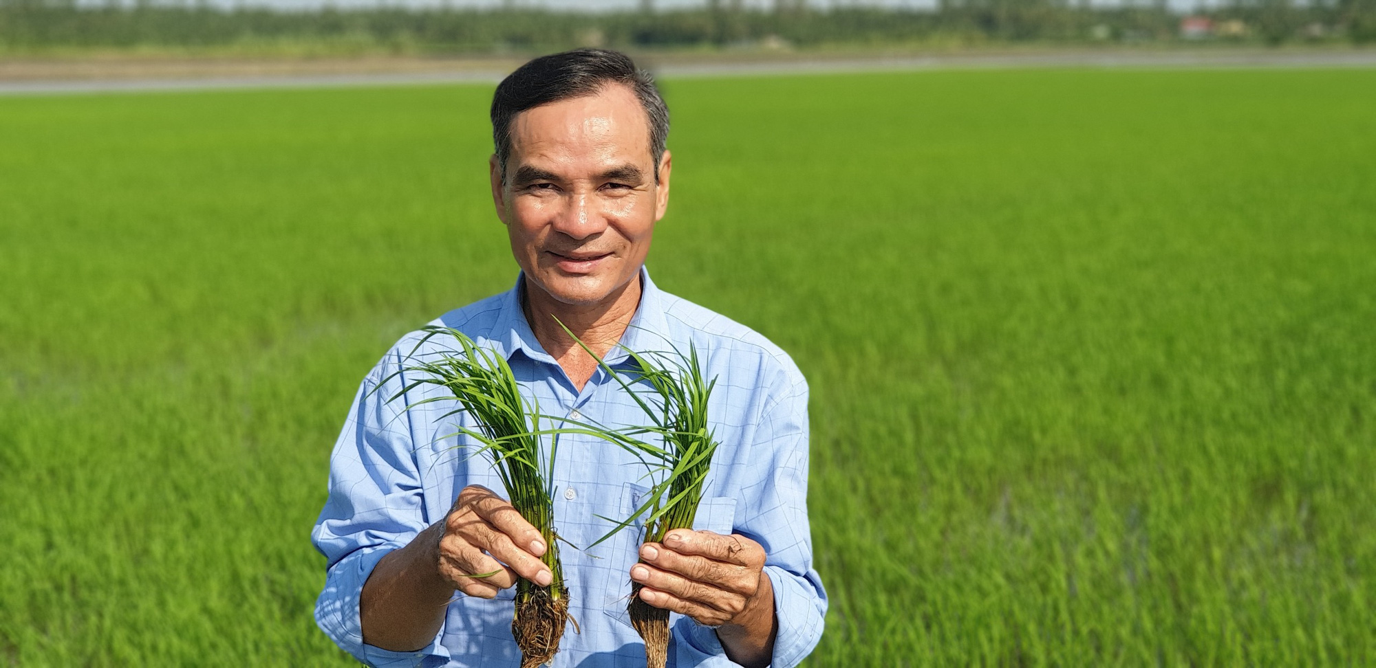 Trồng lúa thơm hữu cơ, bán giá “trên trời” nhưng các doanh nghiệp vẫn tranh mua cho bằng được - Ảnh 1.