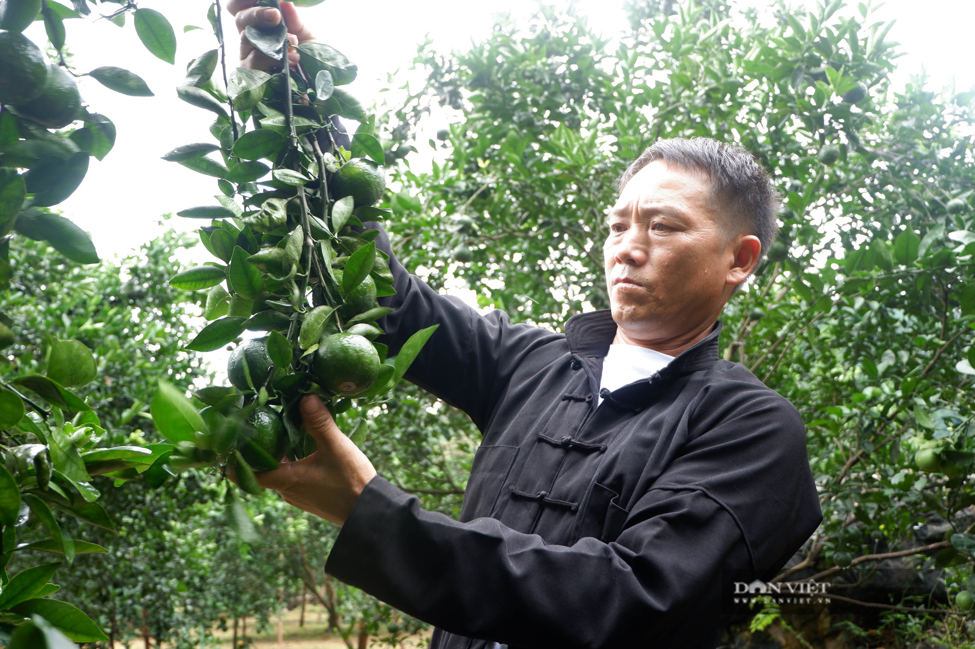 Hà Giang: Thu tiền tỷ từ trồng cam, nuôi cá đặc sản, một nông dân người Mông xây nhà đẹp, sắm xe hơi - Ảnh 4.