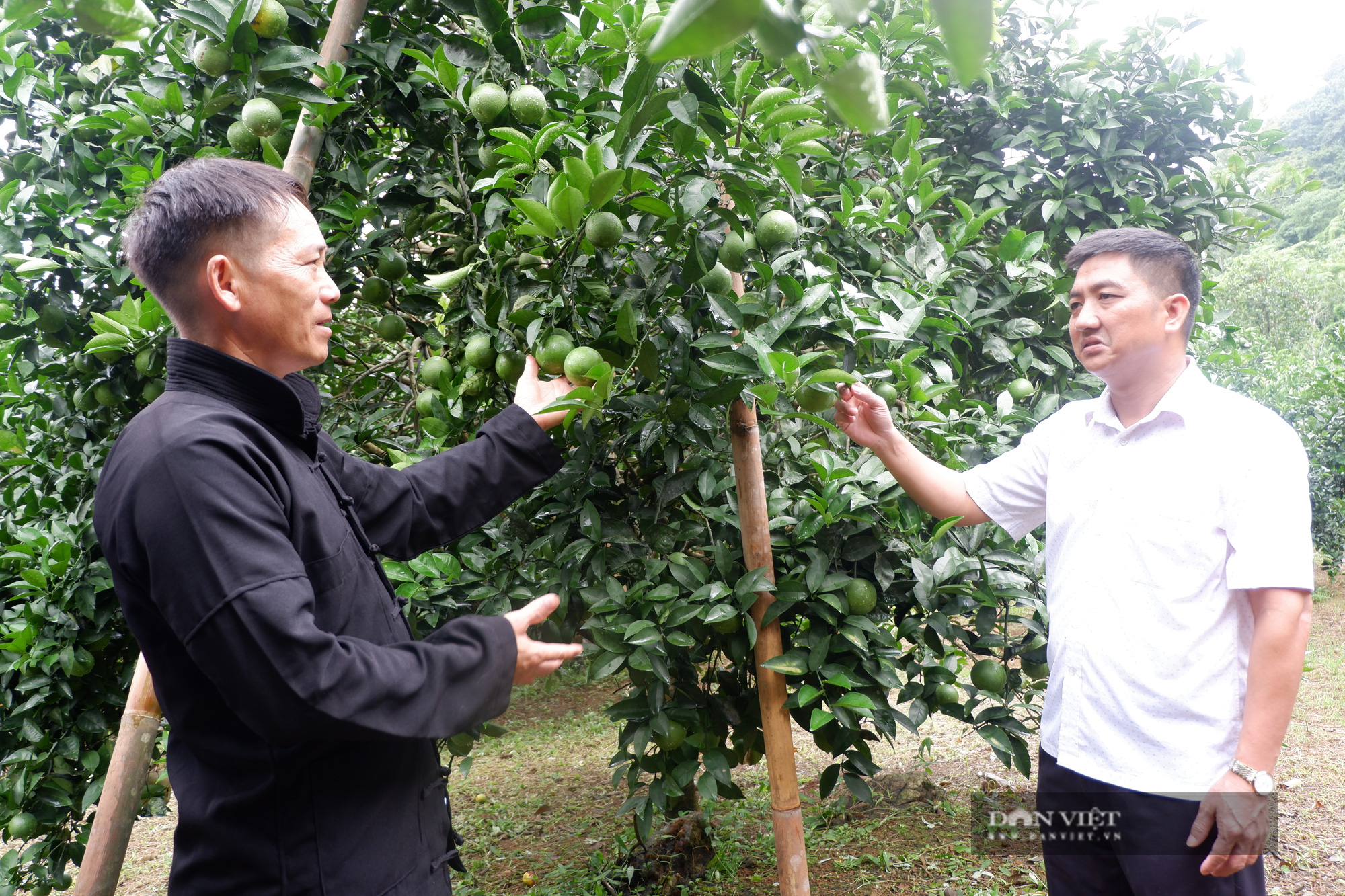 Hà Giang: Thu tiền tỷ từ trồng cam, nuôi cá đặc sản, một nông dân người Mông xây nhà đẹp, sắm xe hơi - Ảnh 7.