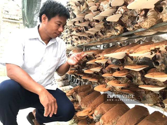 Từ chàng kỹ sư điện thành công với mô hình nấm công nghệ cao cho thu nhập tiền tỷ mỗi năm - Ảnh 2.