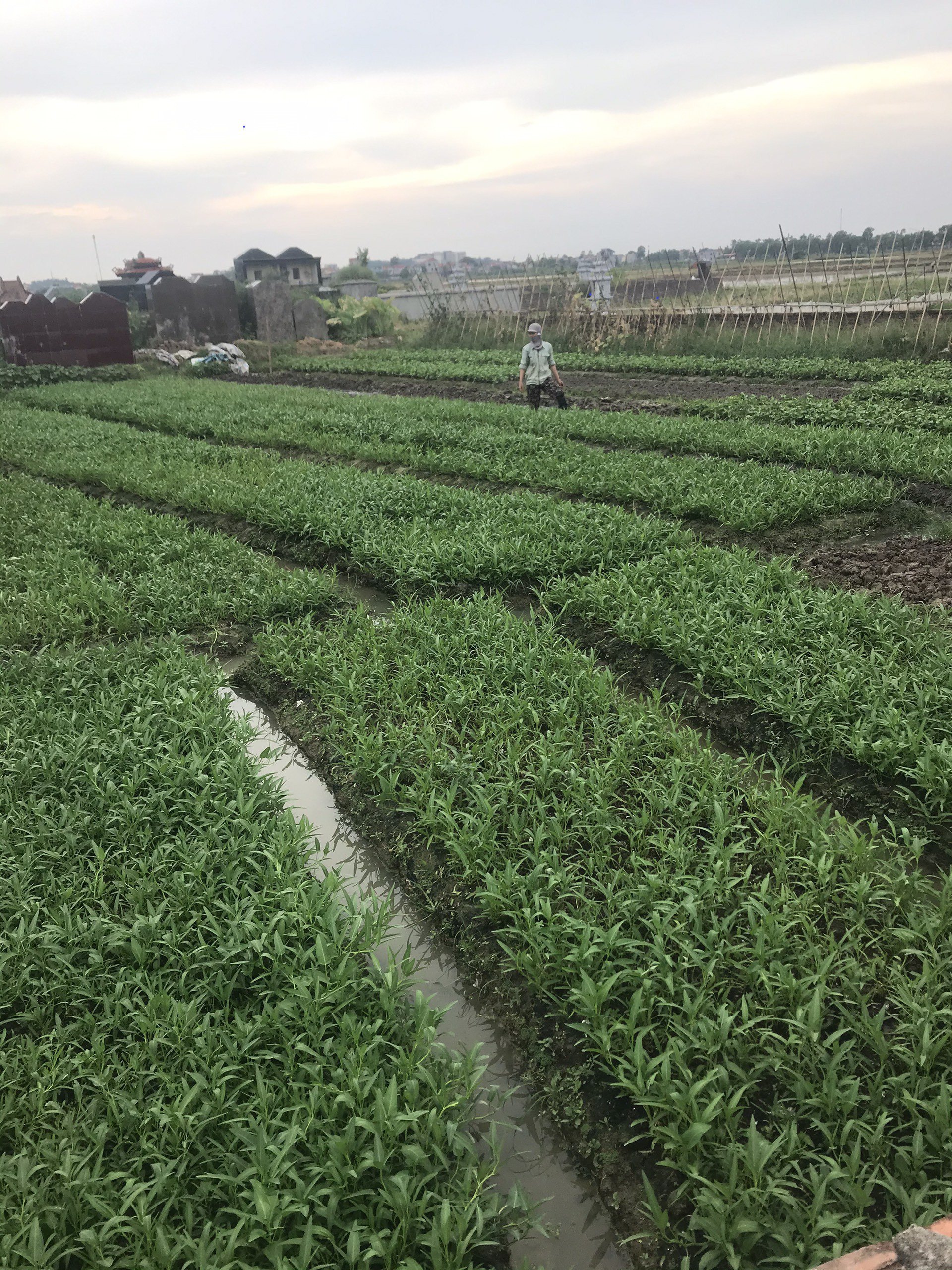 Bắc Ninh: Biến rác bếp, rác chợ thành phân hữu cơ, tưới đường hoa, ruộng lúa, rau xanh mướt, ăn “ngon, giòn và an toàn” - Ảnh 6.