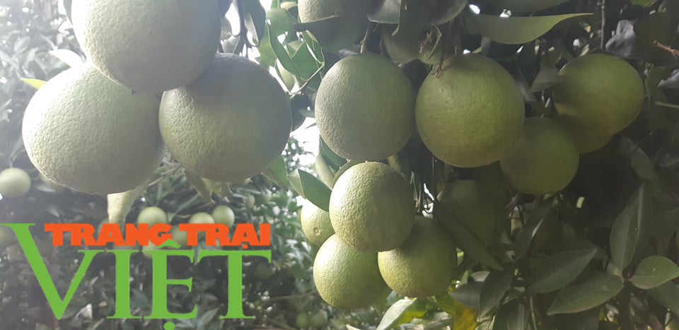 Ước mơ nhiều đời của bà con nông dân Sơn La đang trở thành hiện thực - Ảnh 6.