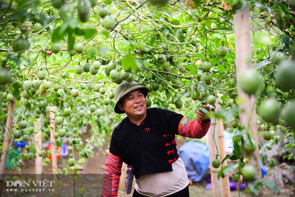Vựa hoa quả Sơn La sẵn sàng cung ứng hàng cho nhà máy chế biến - Ảnh 5. Vựa hoa quả Sơn La sẵn sàng cung ứng hàng cho nhà máy chế biến - Ảnh 5.