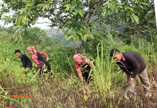 Mường Tè nhân lên màu xanh của rừng - Ảnh 1.