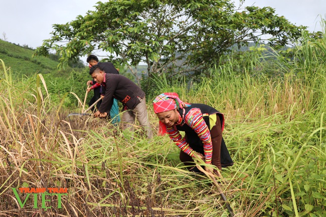 Mường Tè nhân lên màu xanh của rừng - Ảnh 3.