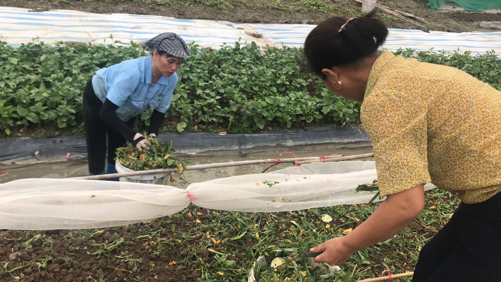 Bắc Ninh: Biến rác bếp, rác chợ thành phân hữu cơ, tưới đường hoa, ruộng lúa, rau xanh mướt, ăn “ngon, giòn và an toàn” - Ảnh 5.