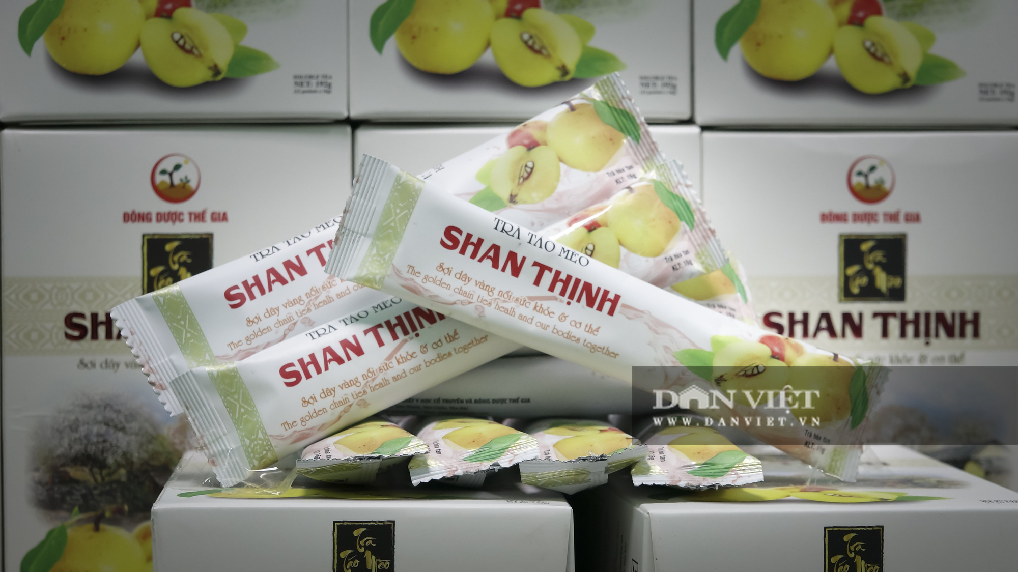 Yên Bái: Từ loài cây mọc dại hứa hẹn trở thành sản phẩm OCOP 5 sao - Ảnh 6.