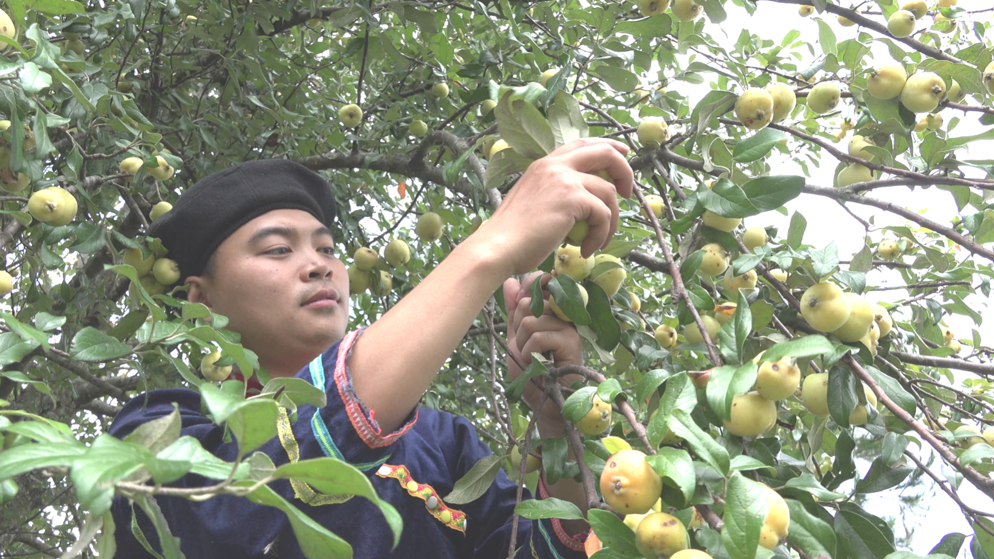 Yên Bái: Từ loài cây mọc dại hứa hẹn trở thành sản phẩm OCOP 5 sao - Ảnh 1.