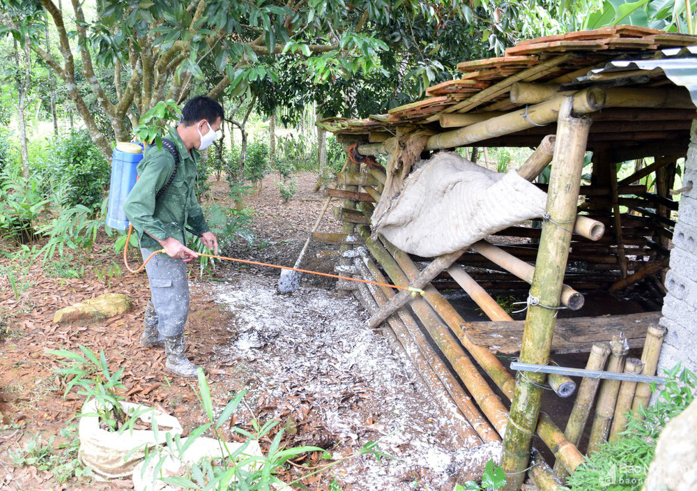 Giá heo hơi hôm nay: Miền Bắc tăng miền Nam chững, dịch tả lợn châu Phi lại &quot;nổ&quot; ở Nghệ An - Ảnh 2.
