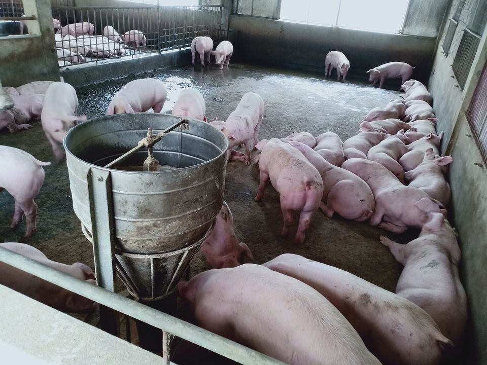 Giá heo hơi hôm nay: Miền Bắc tăng miền Nam chững, dịch tả lợn châu Phi lại &quot;nổ&quot; ở Nghệ An - Ảnh 1.
