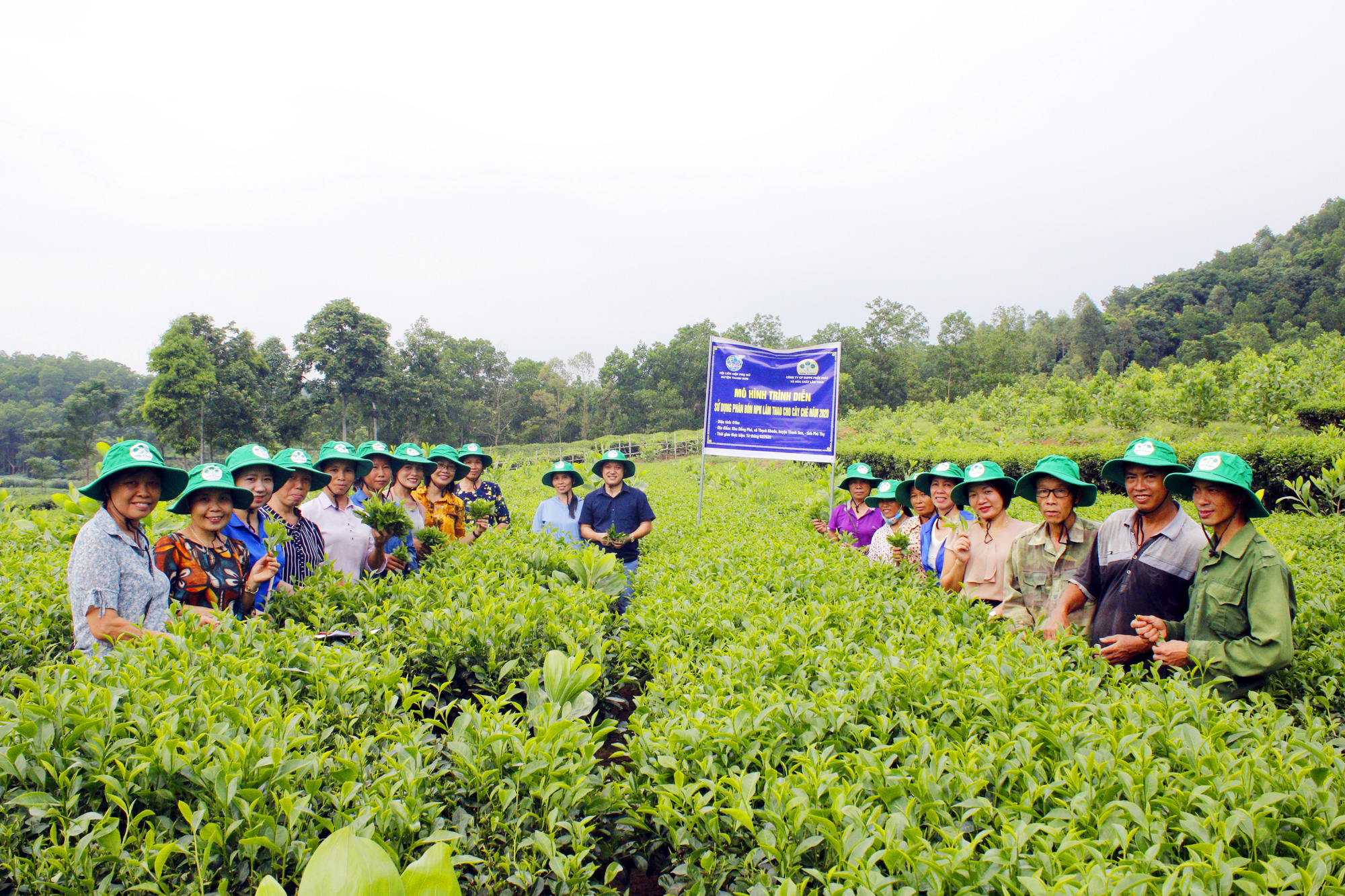 Phú Thọ: Vườn chè nhiều búp, năng suất hơn cả mong đợi nhờ &quot;ăn&quot; phân bón chuyên dụng - Ảnh 2.
