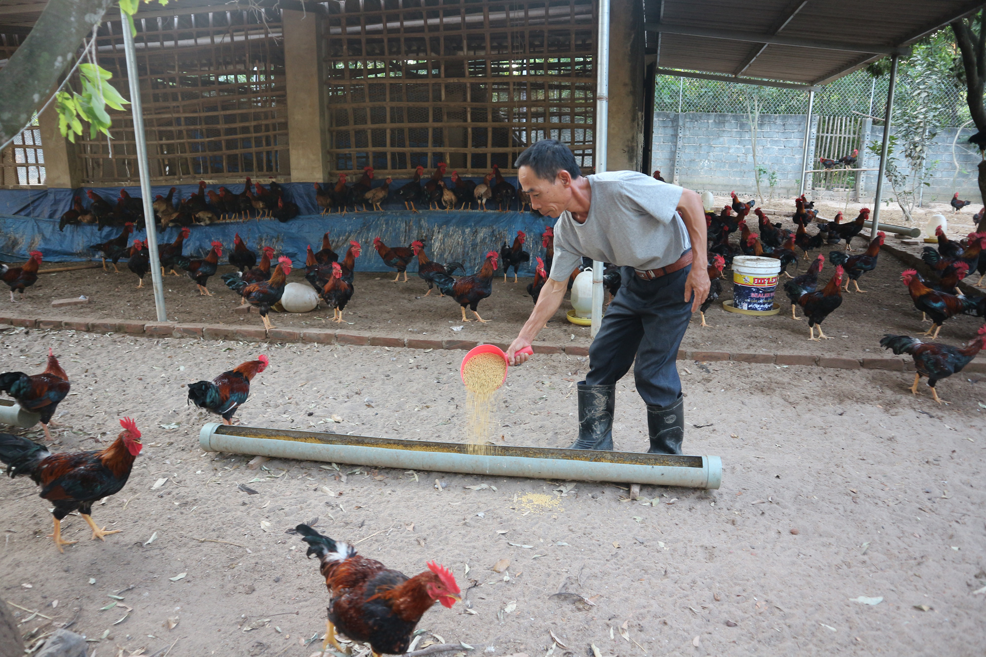 Giá gia cầm hôm nay 28/9: Giá gà thịt công nghiệp tiếp tục tăng, người nuôi lãi đậm - Ảnh 2.