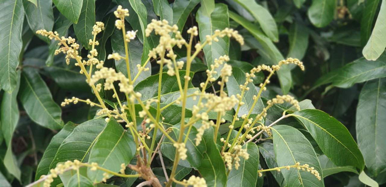 Trồng nhãn Ido, anh nông dân ở Bến Tre thu gần 2 tỷ đồng mỗi năm - Ảnh 4.