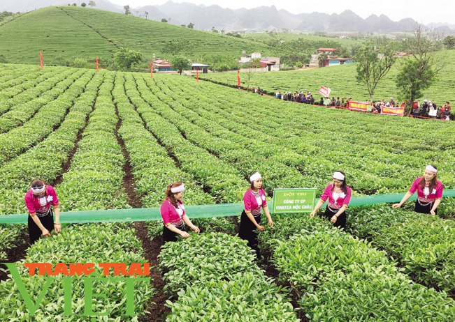 Hội nghị thúc đẩy cơ cấu ngành nông nghiệp được tổ chức tại Sơn La - Ảnh 1. Hội nghị thúc đẩy cơ cấu ngành nông nghiệp được tổ chức tại Sơn La - Ảnh 1.