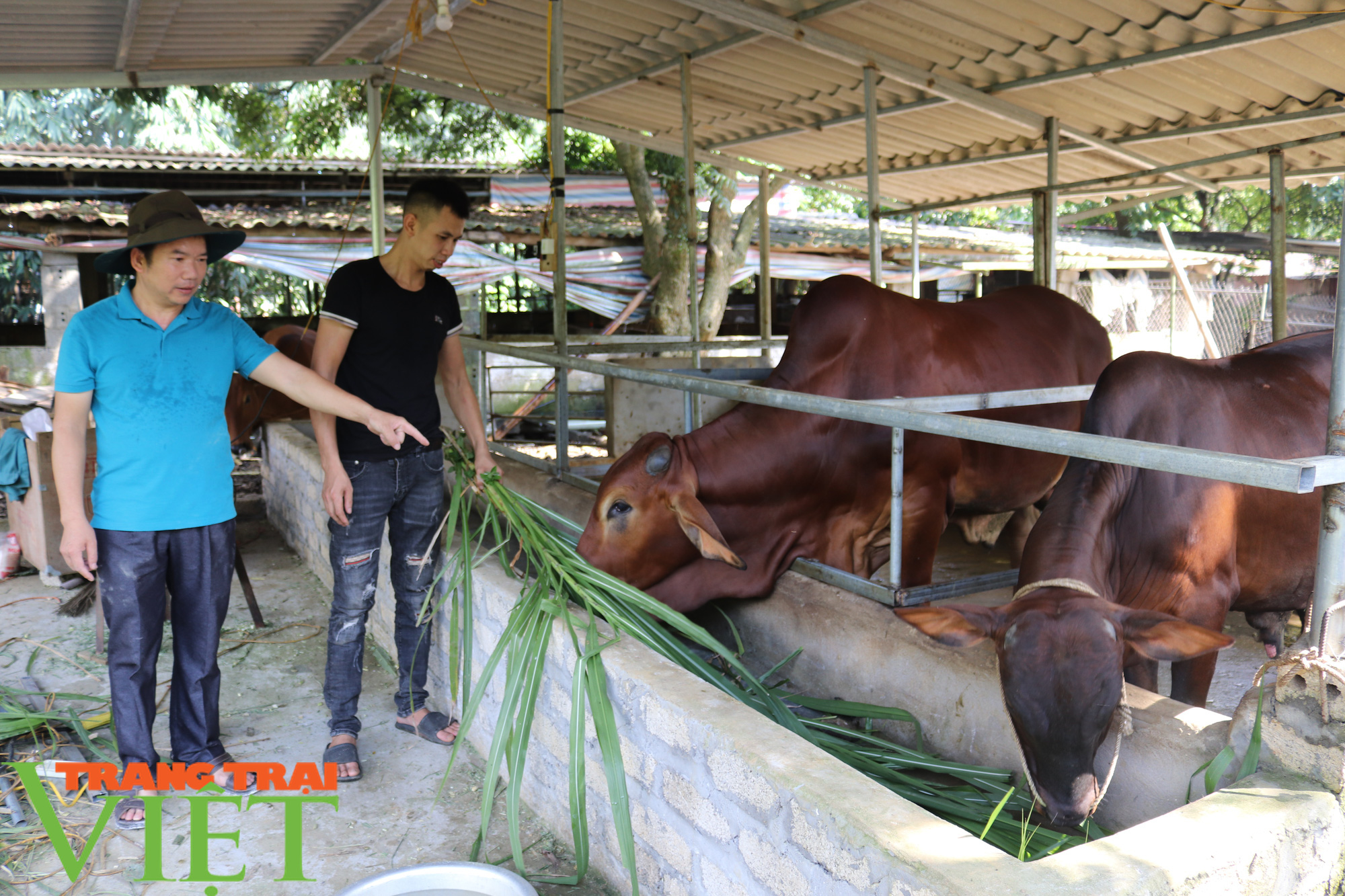 Hội nghị thúc đẩy cơ cấu ngành nông nghiệp được tổ chức tại Sơn La - Ảnh 5. Hội nghị thúc đẩy cơ cấu ngành nông nghiệp được tổ chức tại Sơn La - Ảnh 5.