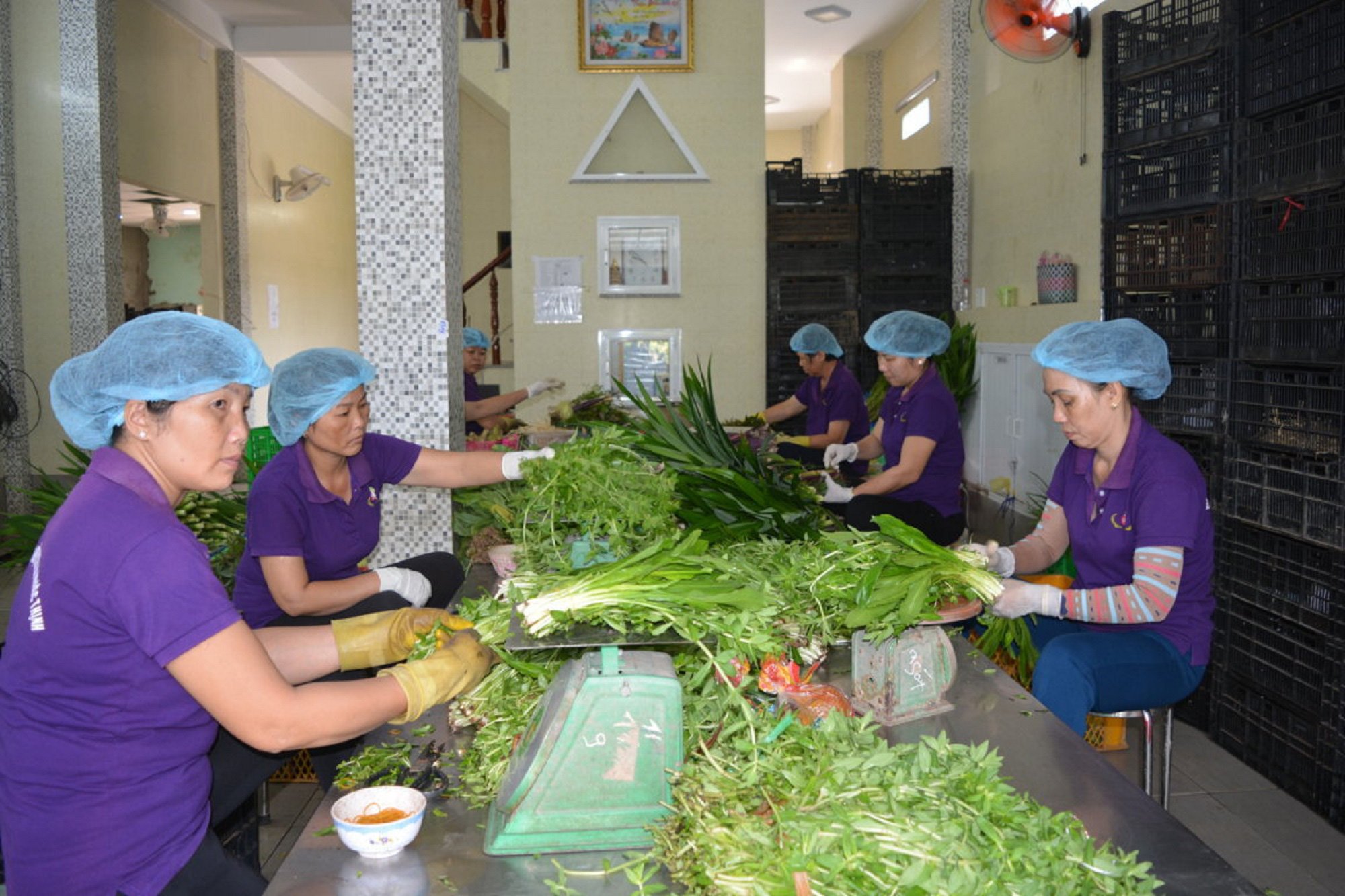 Đưa rau công nghệ cao về vùng hạ Long An  - Ảnh 1.