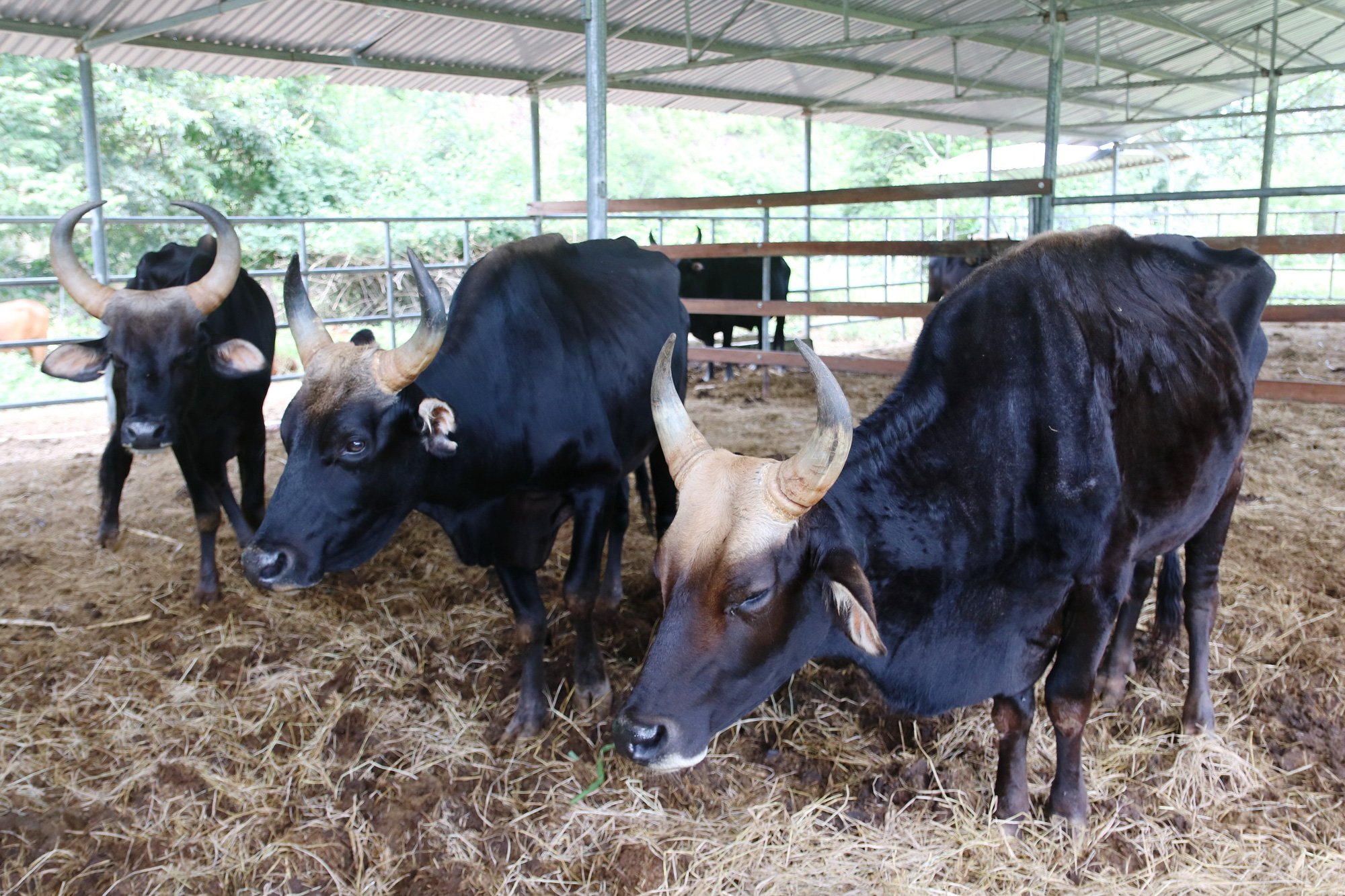 Cận cảnh đàn bò tót F1 đói trơ xương ở Vườn Quốc gia Phước Bình, Ninh Thuận - Ảnh 6.