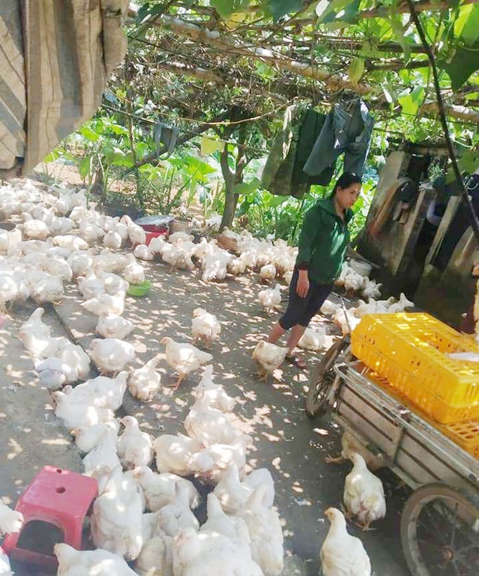 Giá gia cầm hôm nay 30/9: Giá gà thịt lông trắng bất ngờ giảm trên dưới 2.000 đồng/kg - Ảnh 1.